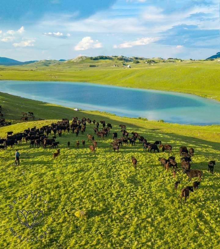 Vila Planinska Kuca Žabljak Exteriér fotografie